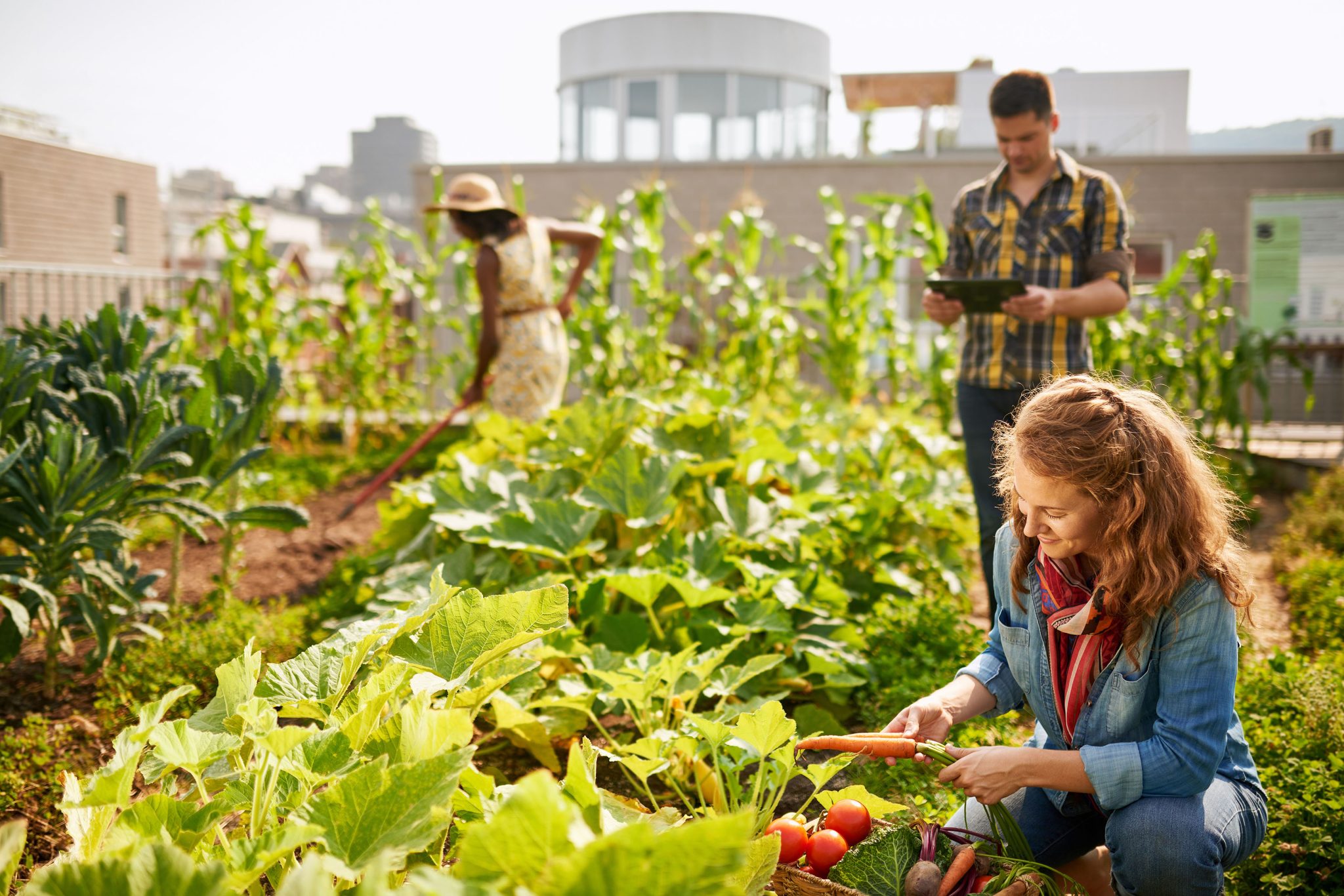 Caracterisation Agronomique Des Sols Urbains Aur A Agrosciences